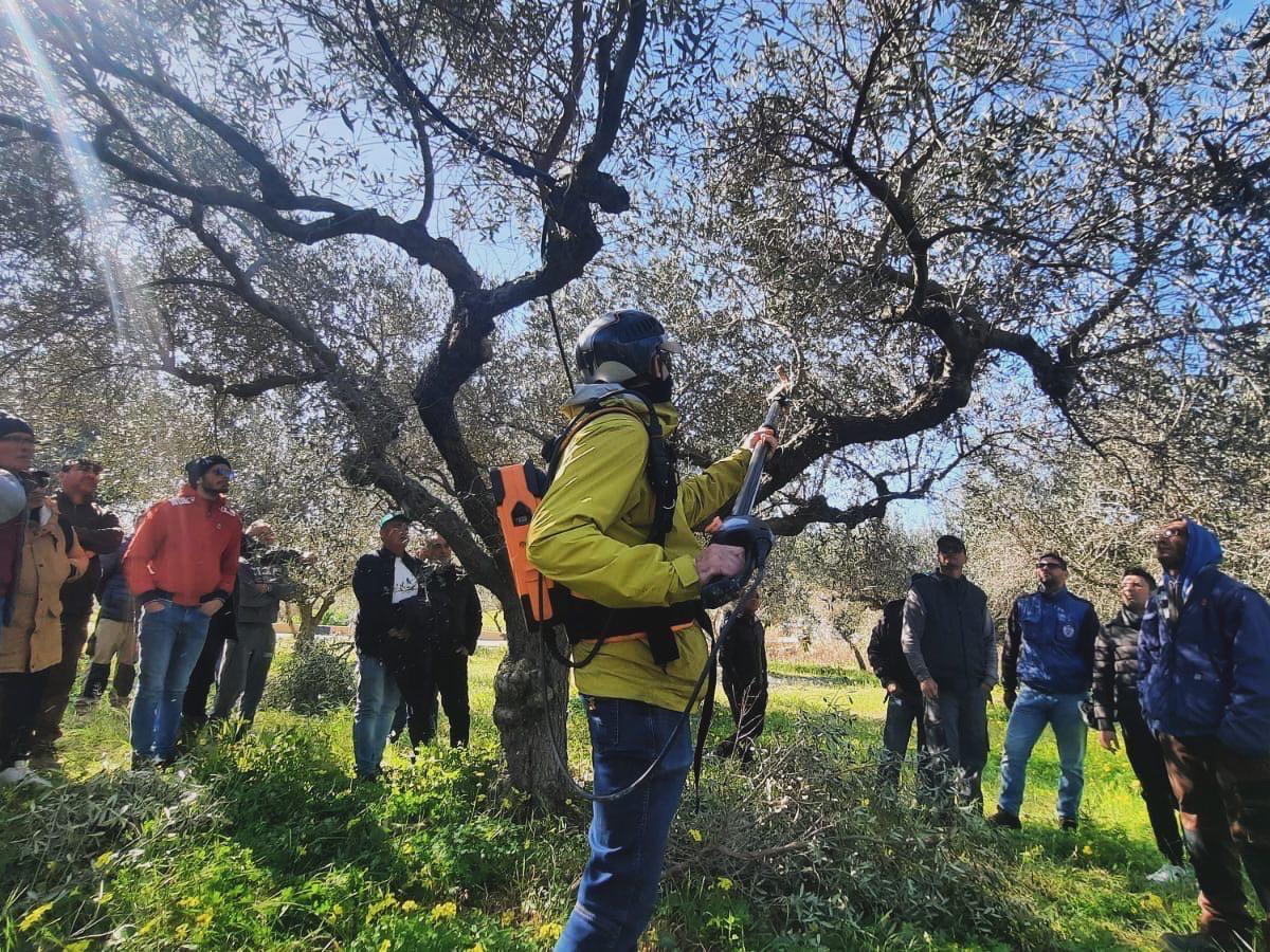 A Marsala formazione per la potatura e gestione dell’oliveto