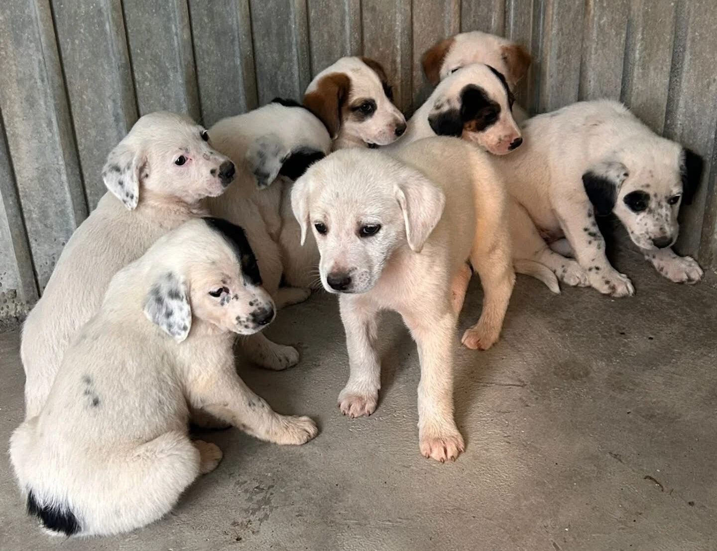 Appello dell’Asp di Trapani: “Ci sono nove cuccioli che attendono una famiglia che li adotti”
