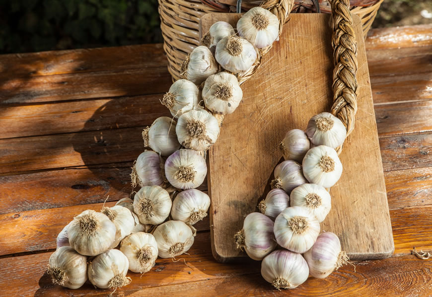 Maltempo, a rischio la produzione dell’Aglio Rosso di Nubia: possibile crollo del 75%