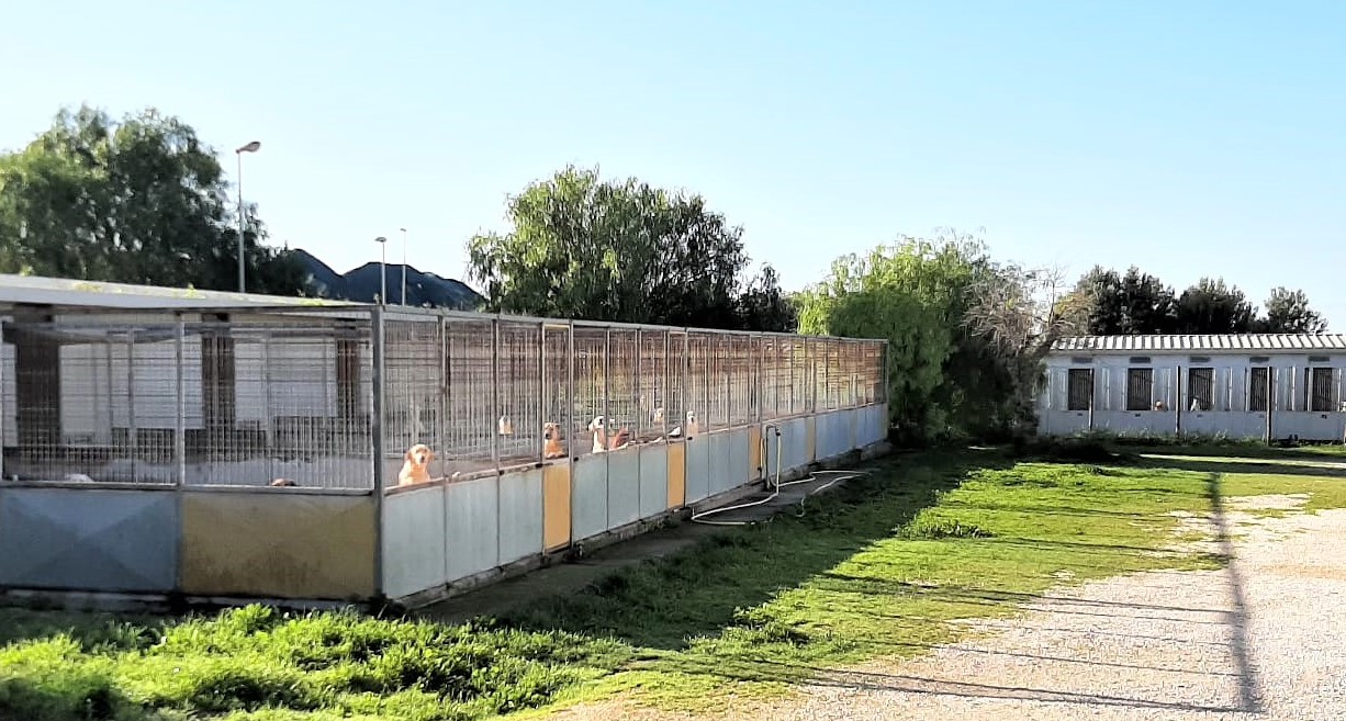 Cure per cani randagi malati o incidentati: il Comune di Marsala cerca strutture veterinarie