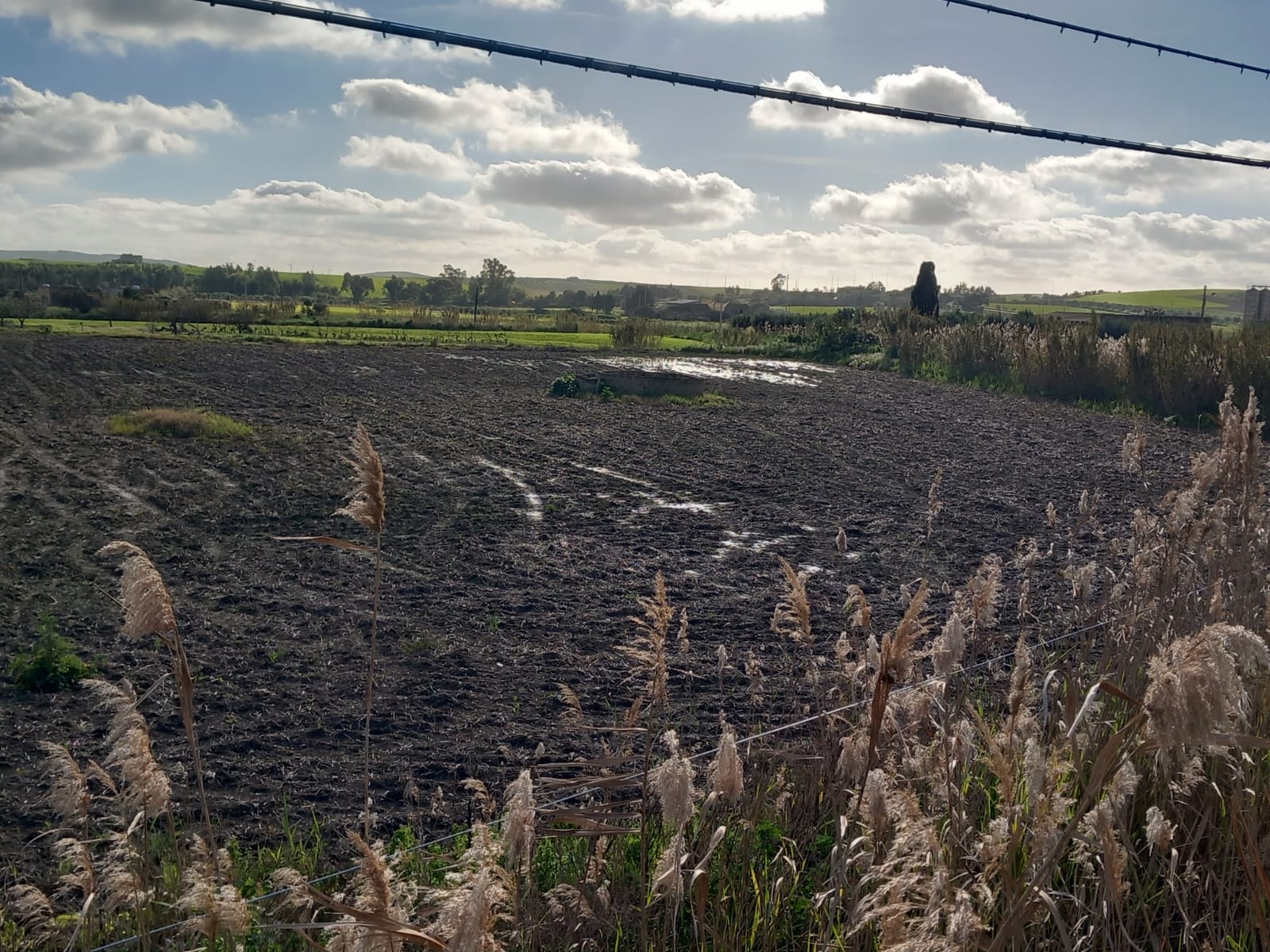 Terreni allagati, CNA Trapani: “Compromessa la semina di grano e cereali”