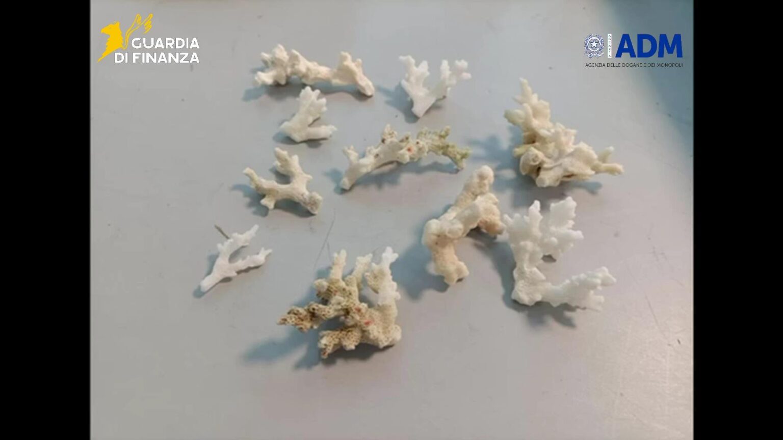 All’Aeroporto di Palermo sequestrati 13 esemplari di corallo protetto da turisti italiani