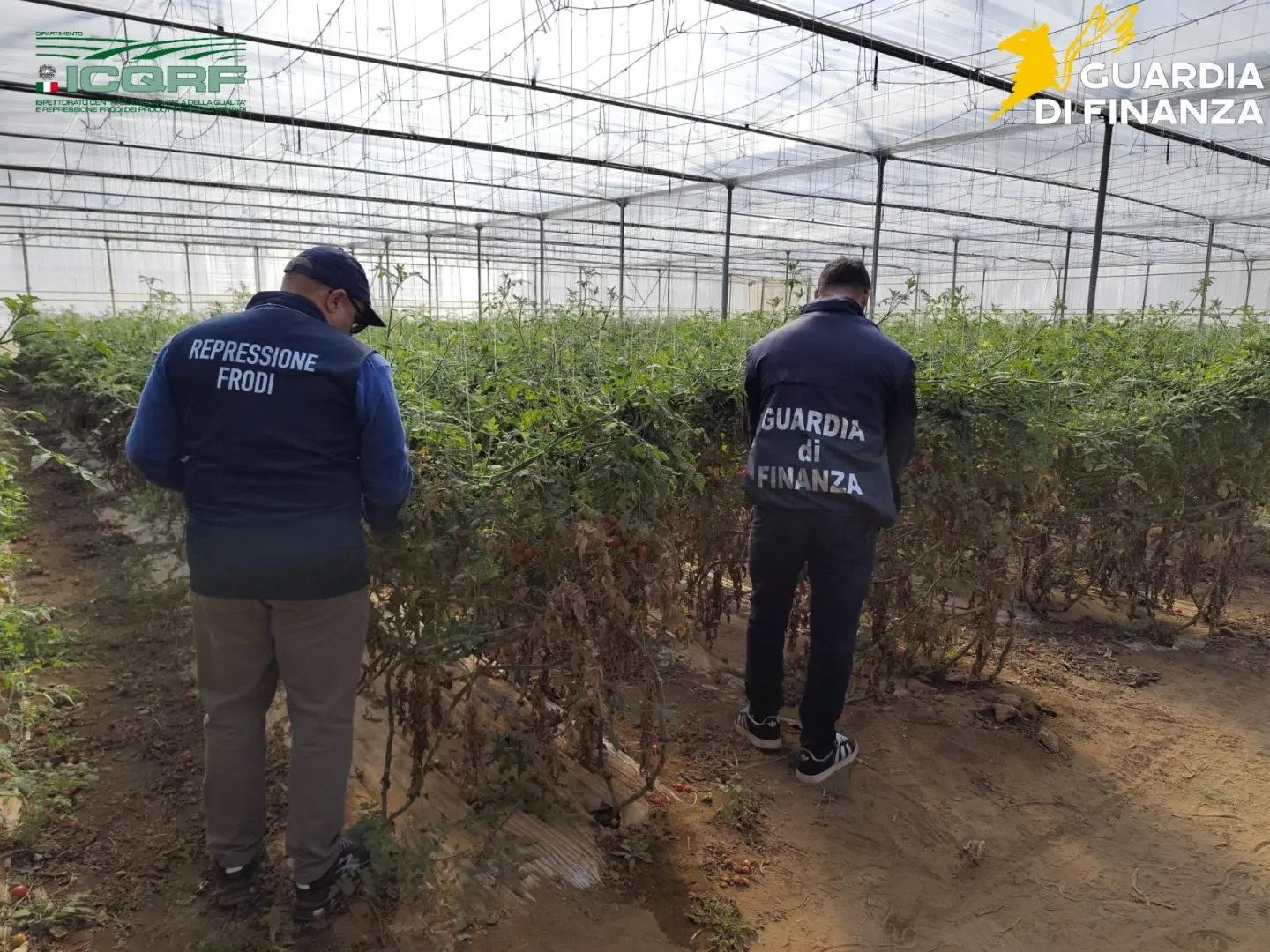 Semi di pomodoro contraffatti, maxi sequestro e denunce nel Ragusano / Video