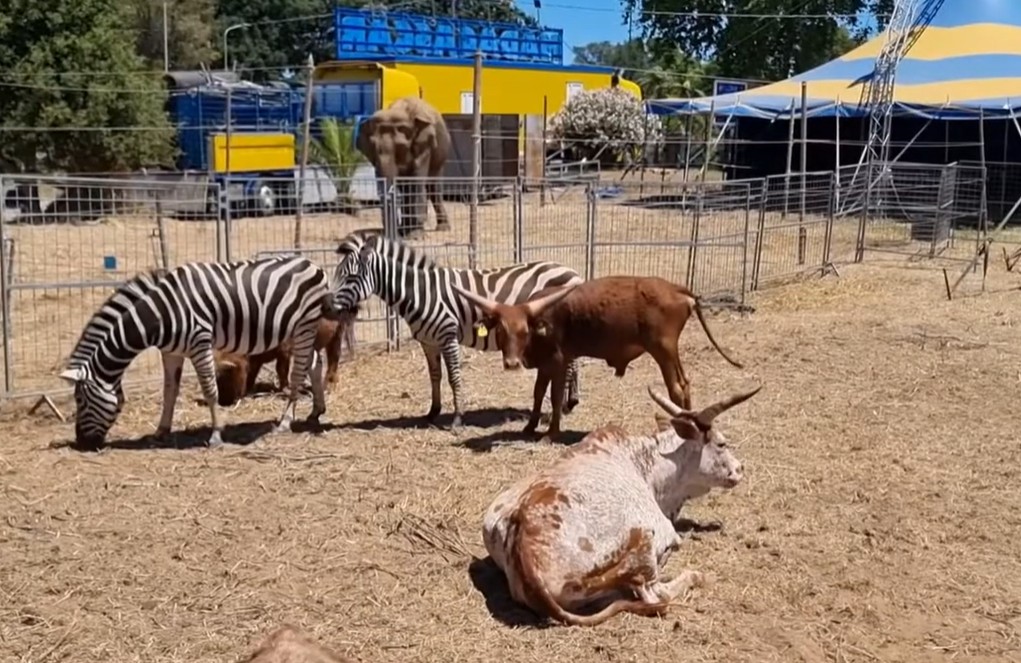 Marsala: Rifondazione invita a non partecipare agli spettacoli del circo con gli animali
