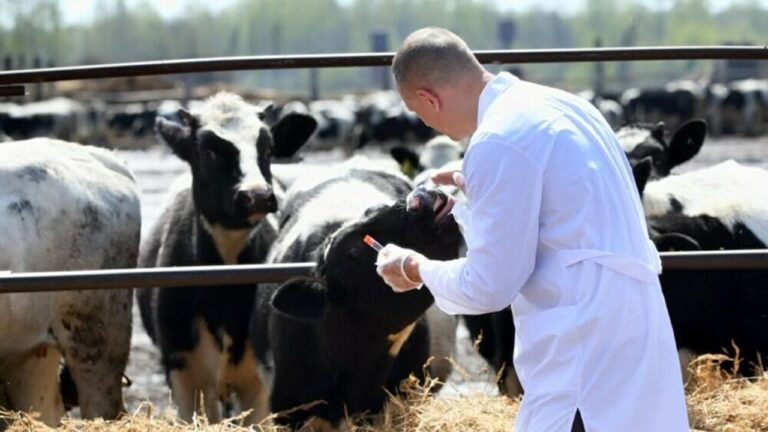 “Trapani è provincia libera dalla Brucellosi bovina”