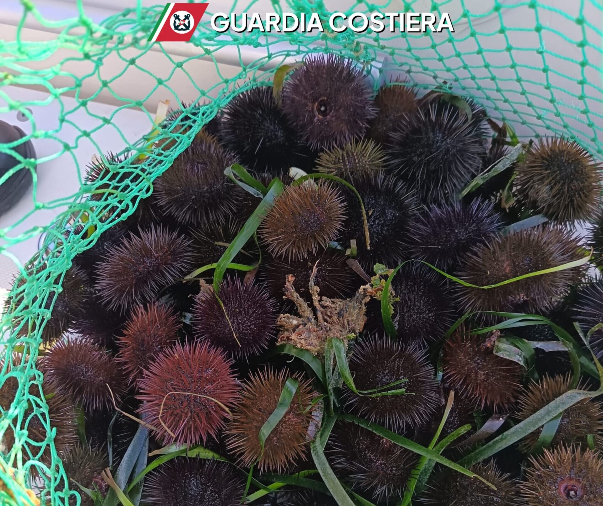 Al Porto di Trapani sequestrati 500 esemplari di ricci catturati sotto la misura consentita