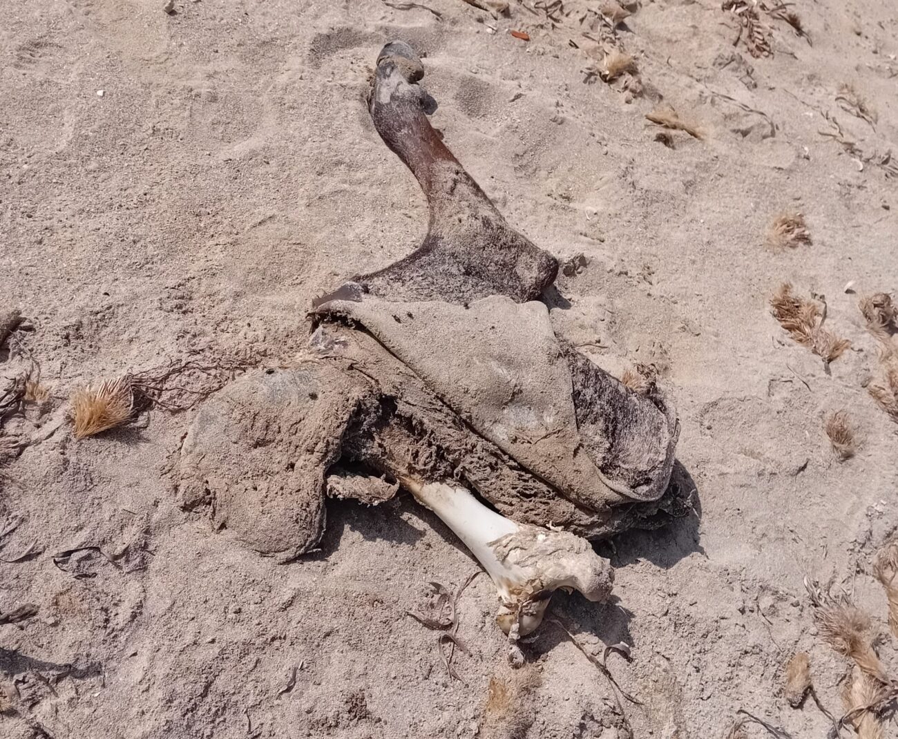 Nella spiaggia di Capo Feto ritrovata una carcassa equina…