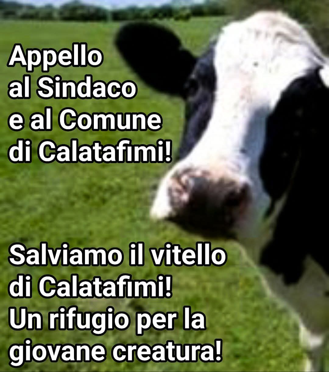 Meta Parma al sindaco di Calatafimi: “Adesso salviamo l’ex vitello della lotteria”