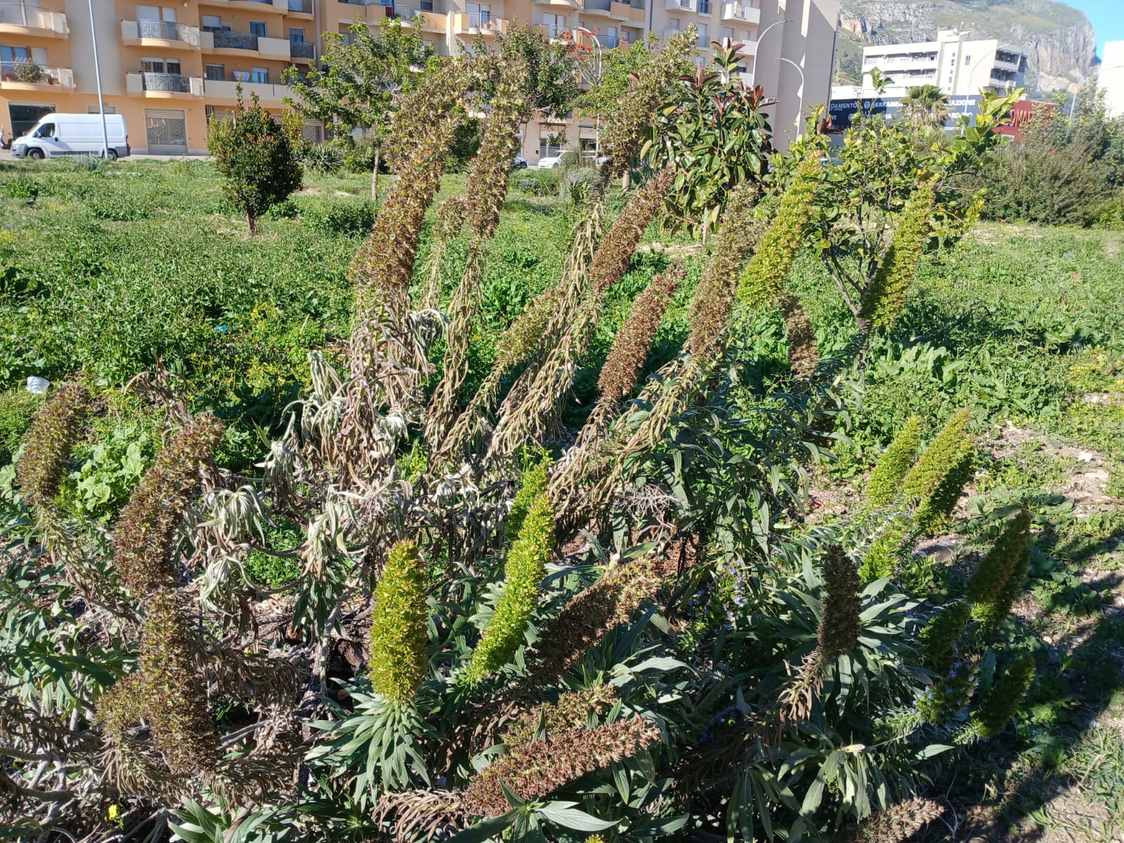 Trapani, alberi tagliati e spazi danneggiati: scoppia il caso del verde urbano