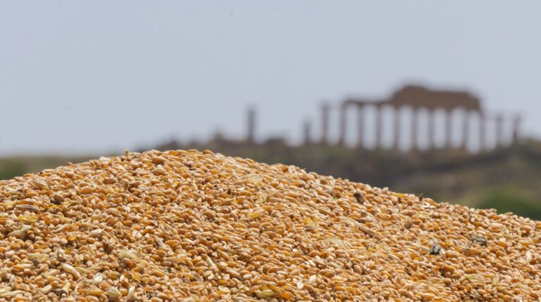  I grani antichi di Sicilia coltivati al Parco archeologico di Selinunte