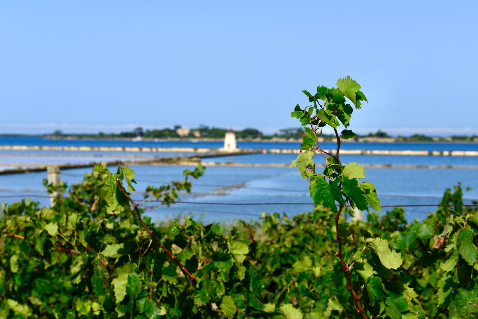 Dalla laguna dello Stagnone a Verona: Feudo Stagnone porta l’anima più autentica di Marsala al Vinitaly 2026