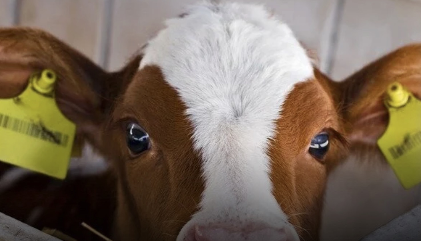 Calatafimi, il vitello vivo come premio “rispetta la legge” ma animalisti lanciano la petizione contro