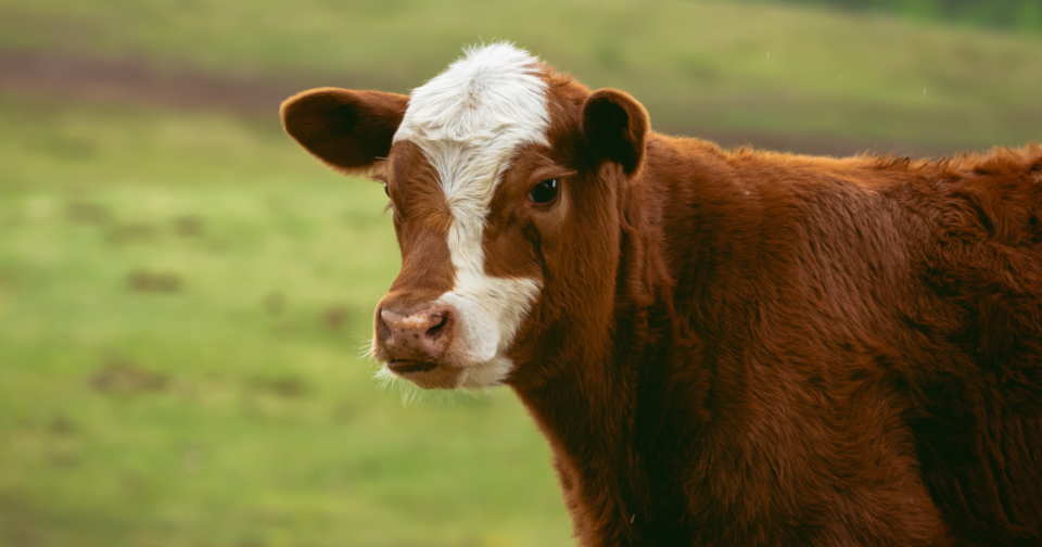 Calatafimi Segesta, un vitello vivo come premio della lotteria: la protesta dell’OIPA ￼