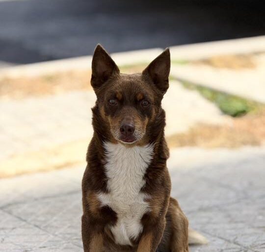 Marsala, morto Totò, il ‘cane di città’ investito: la comunità chiede giustizia