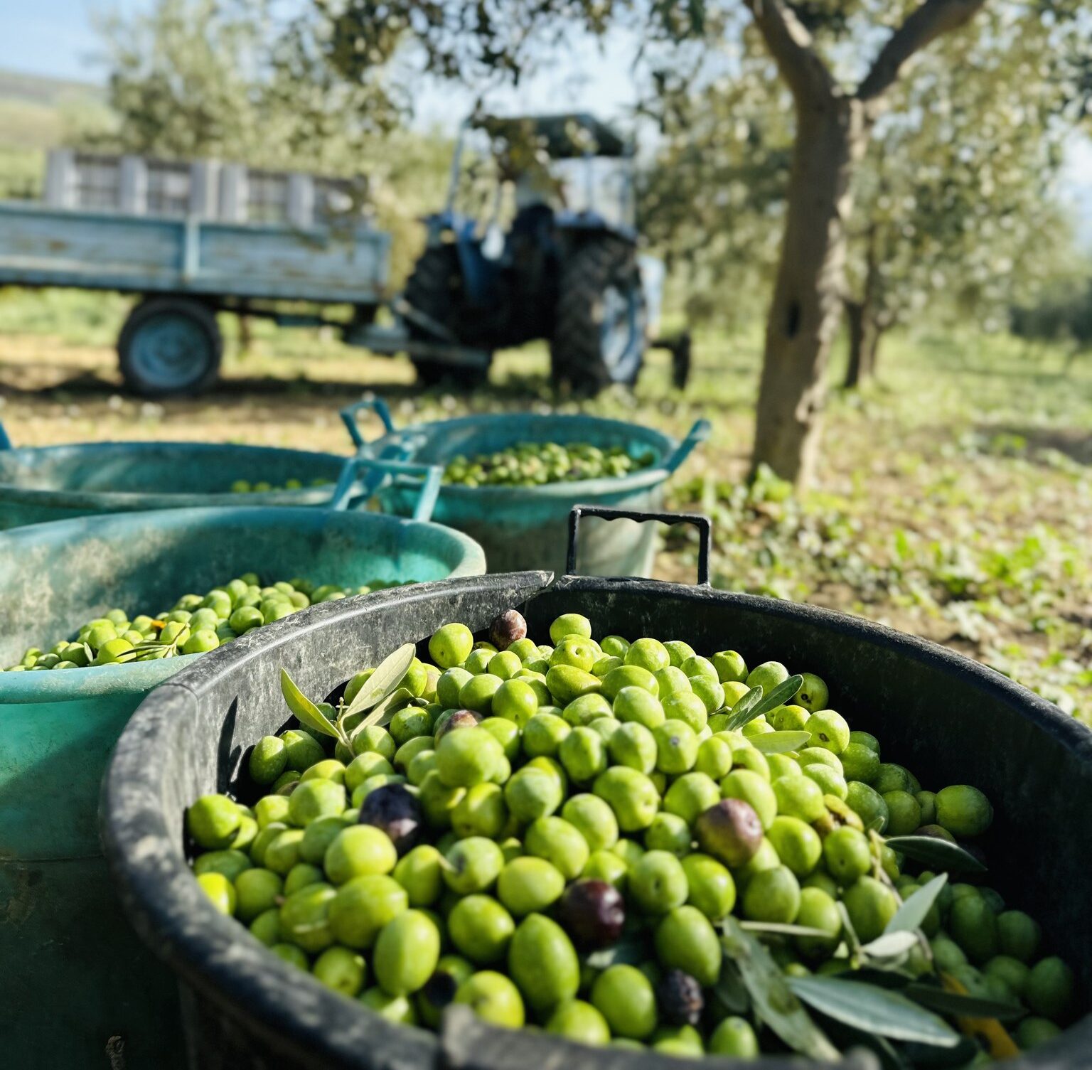 Borghi dei Tesori Fest arriva a Partanna tra sapori, storia e tour nel Belice