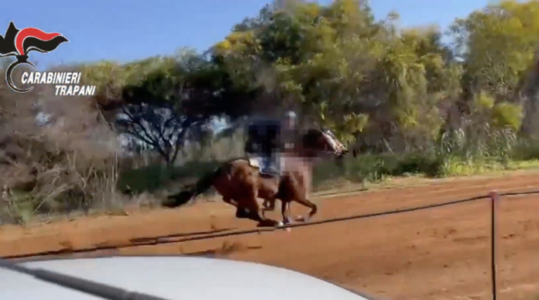 Corse clandestine di cavalli, maxi operazione nel castelvetranese. VIDEO