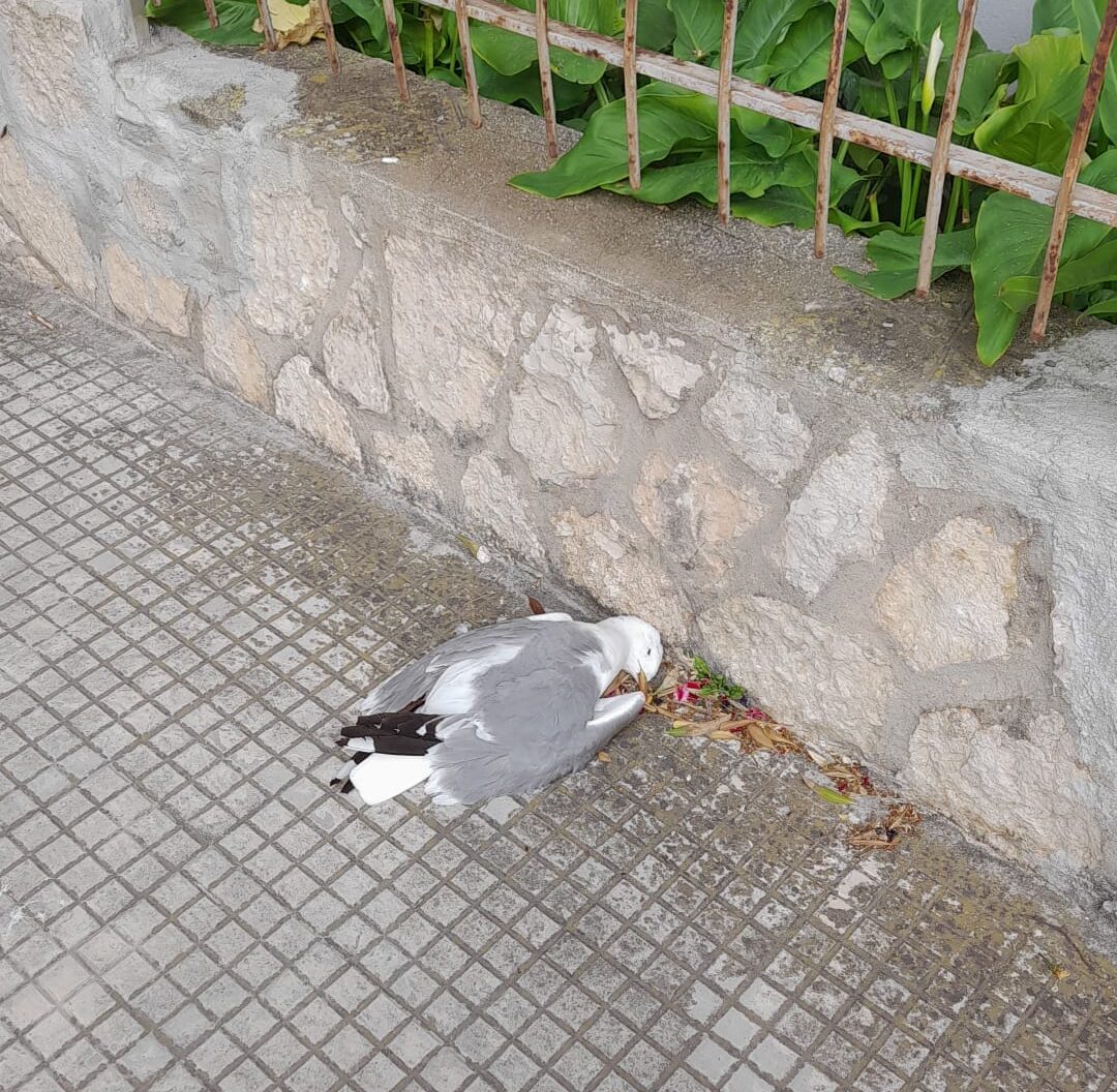 Marsala: in pieno centro gabbiani morti e aggressivi tra rifiuti e gatti…