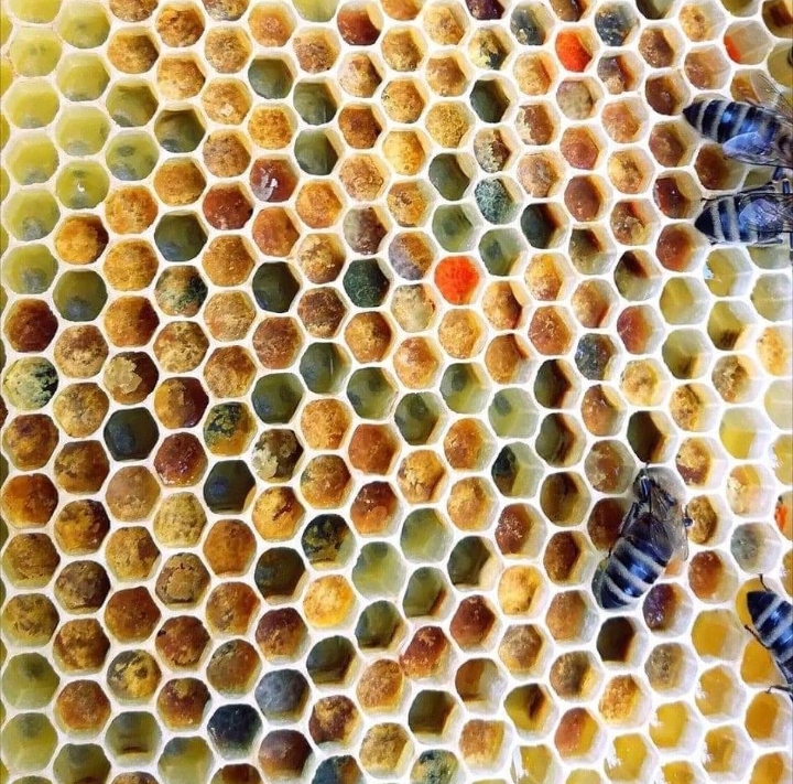 Giornata delle api al Parco di Selinunte il 20 maggio