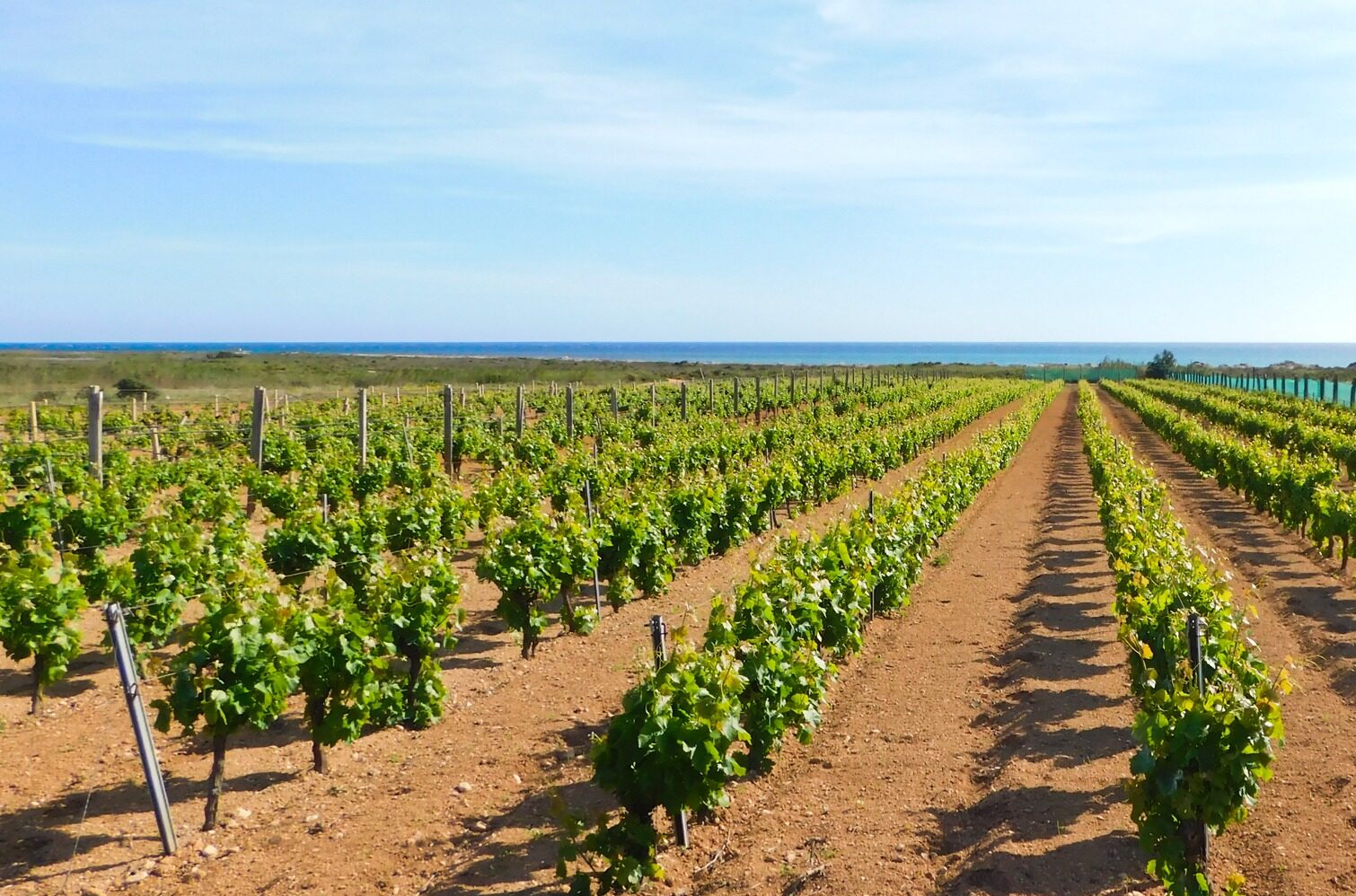 “Marsala riparta dall’enoturismo”: cinque aziende vinicole chiedono un incontro ai candidati