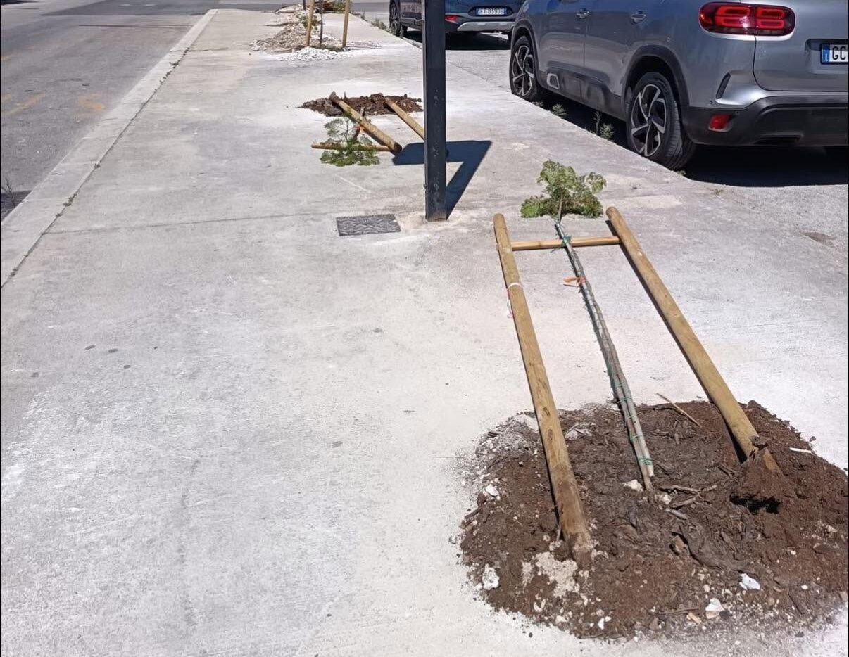 Trapani, vandali danneggiano le nuove alberature in diverse vie