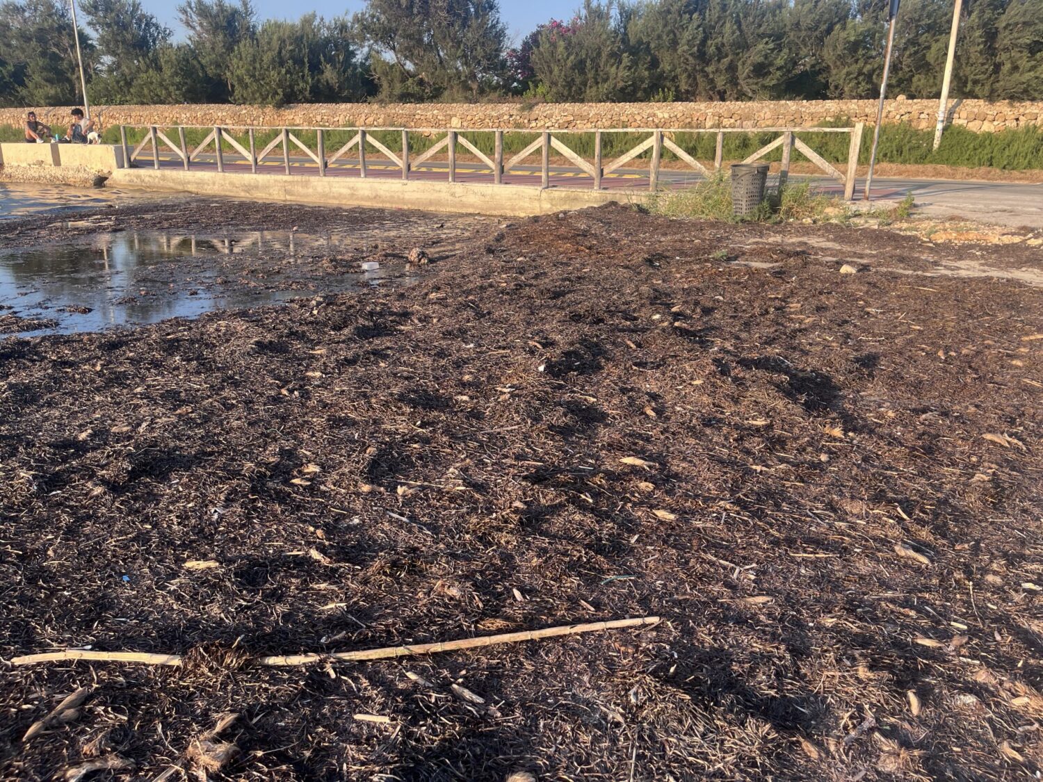 Marsala: la spiaggetta di Villa Genna ancora sotto uno strato di alghe…