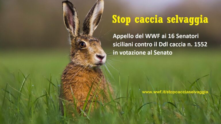 Riforma della caccia, il WWF Sicilia: “Fermate il ddl, mette a rischio fauna, favorisce lobby”