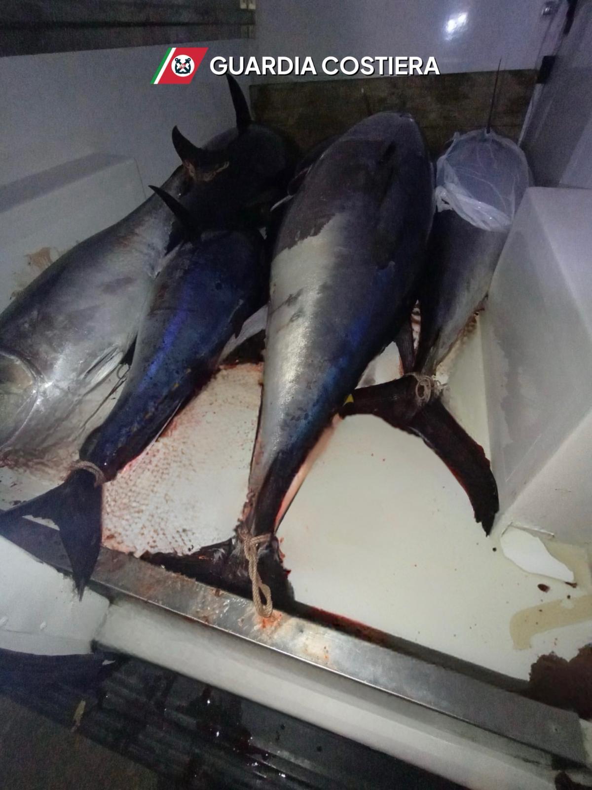 San Vito, sequestrati 8 quintali di tonno non idoneo al consumo umano