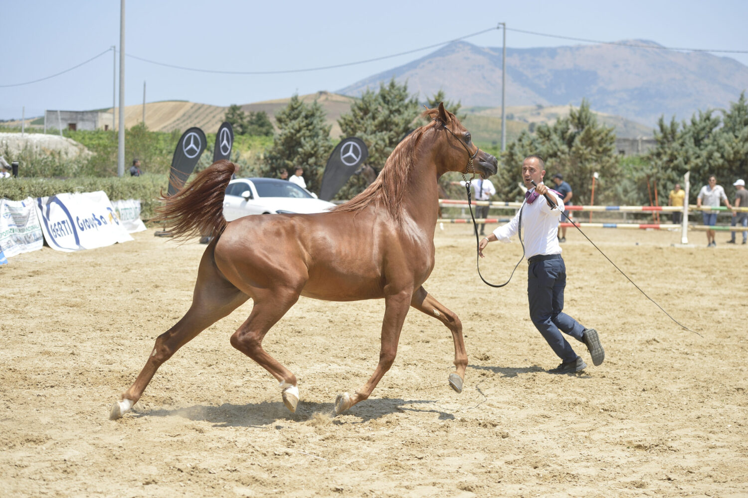 La Trapani Arabian Horse Cup incorona i suoi campioni nell’edizione 2026