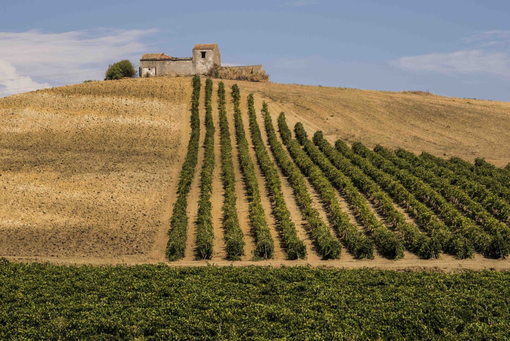 Vendemmia 2026 in Sicilia, al via la raccolta: 90 giorni tra qualità e varietà