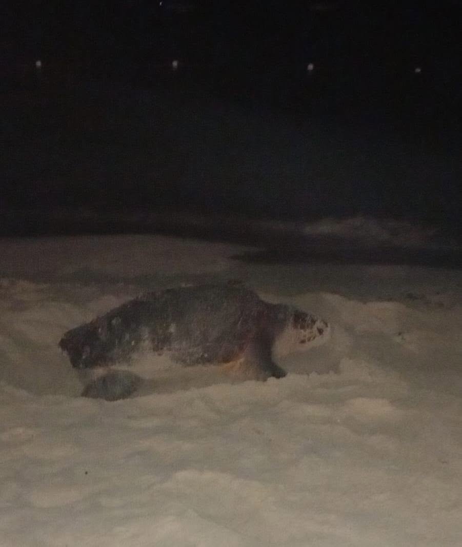Prime uova di Caretta Caretta nella spiaggia di San Vito Lo Capo
