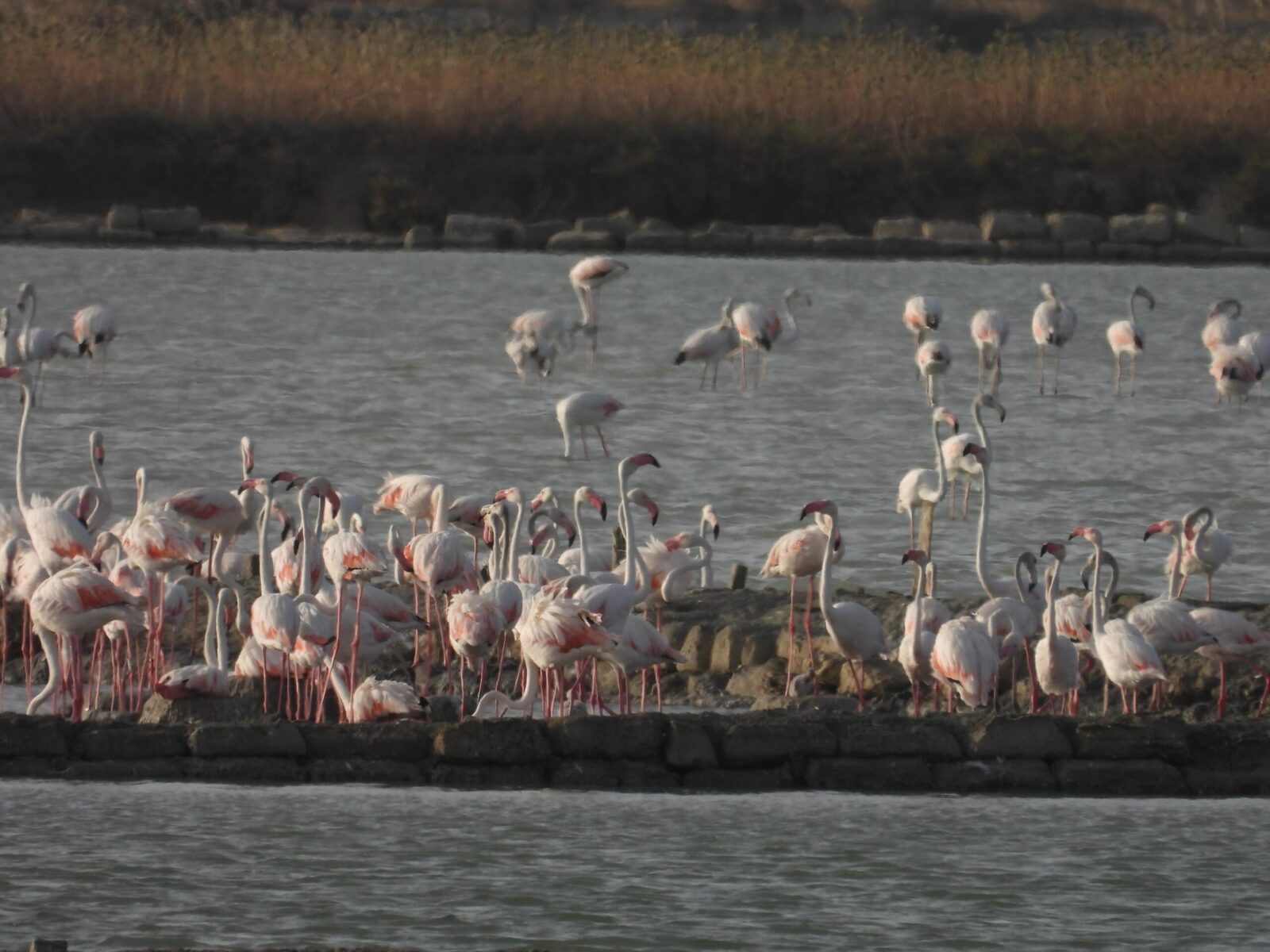 Per la prima volta i fenicotteri rosa nidificano alle Saline di Trapani e Paceco.  VIDEO