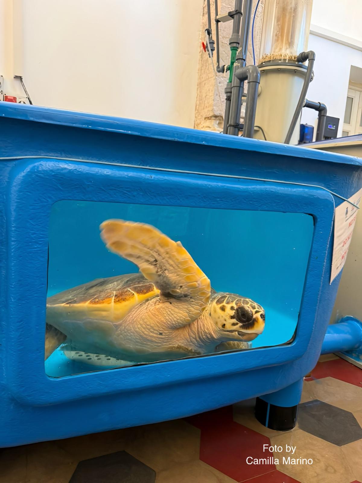 Alle Egadi c’è… il medico del mare. Storie di tartarughe in pericolo