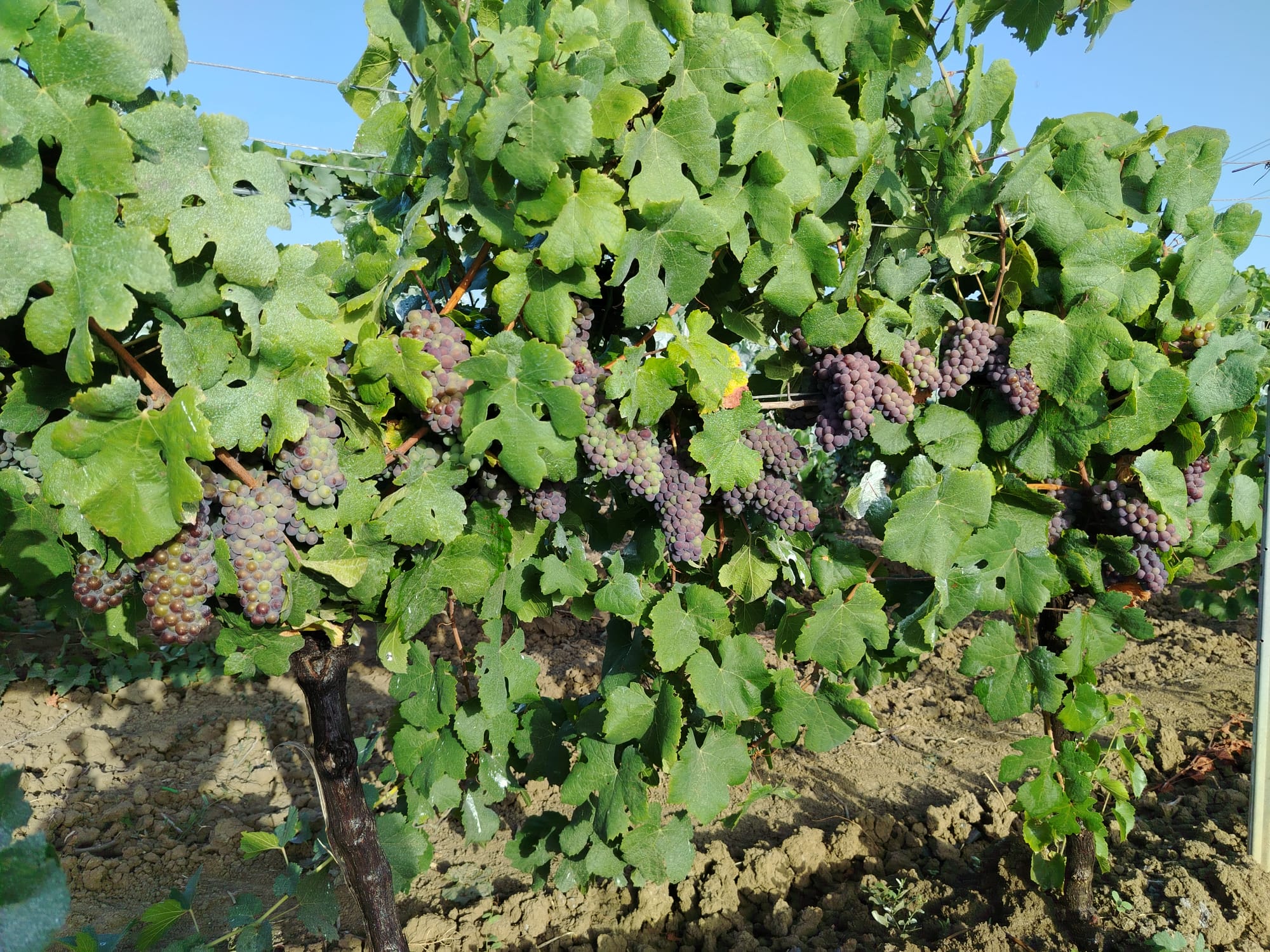 In Sicilia vendemmia in anticipo: meno uva, ma qualità eccellente