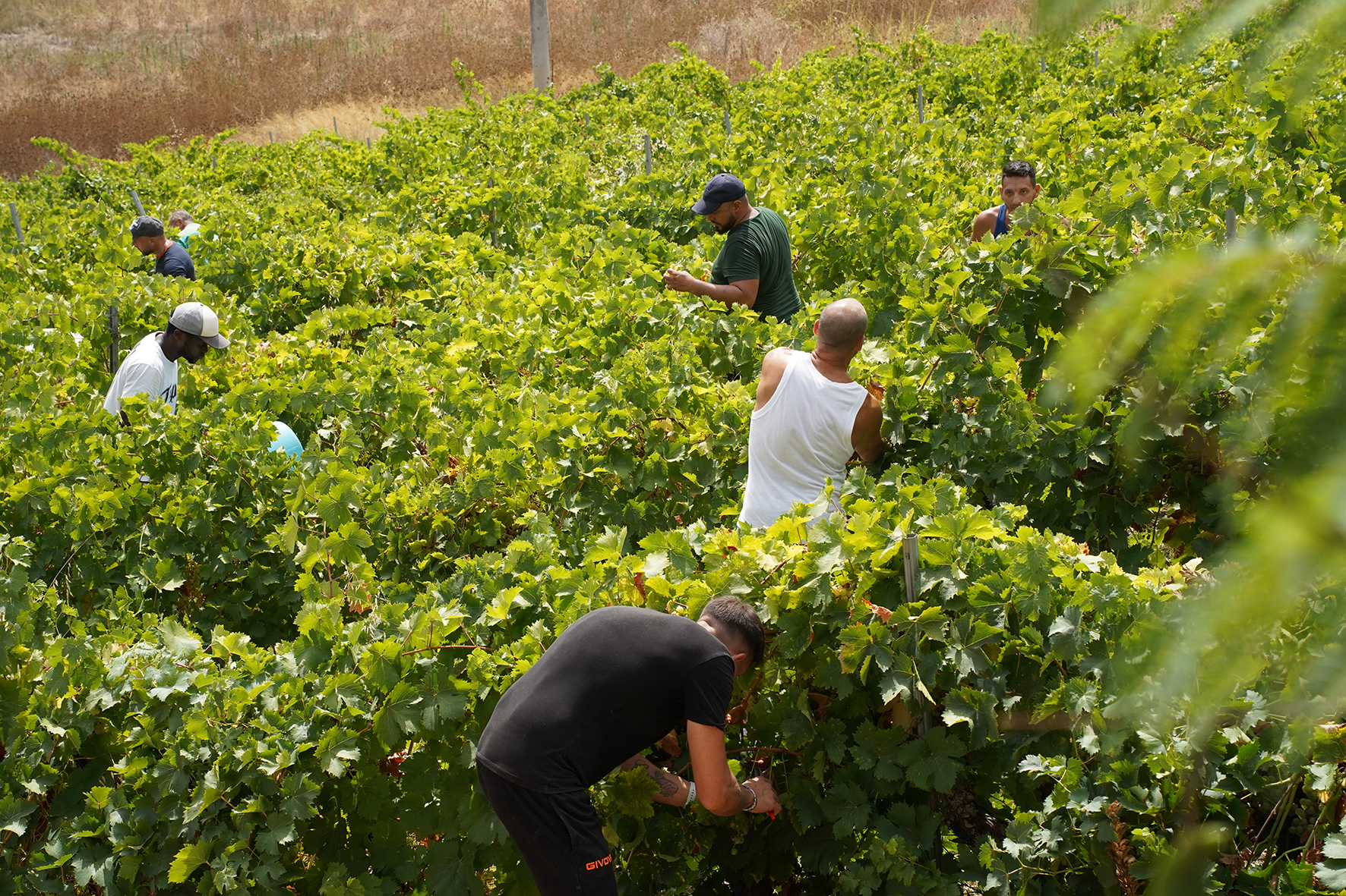 Vendemmia della legalità a Salemi, raccolti 44 quintali di uva