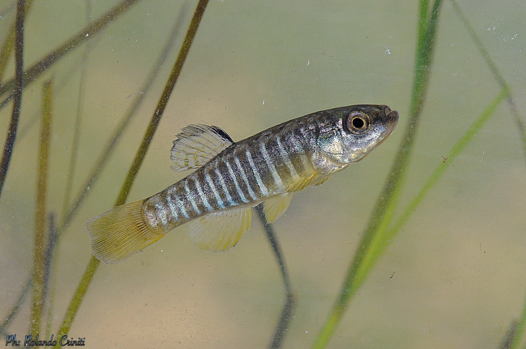 Il pesce dello Stagnone che racconta la salute della laguna: il nono mediterraneo