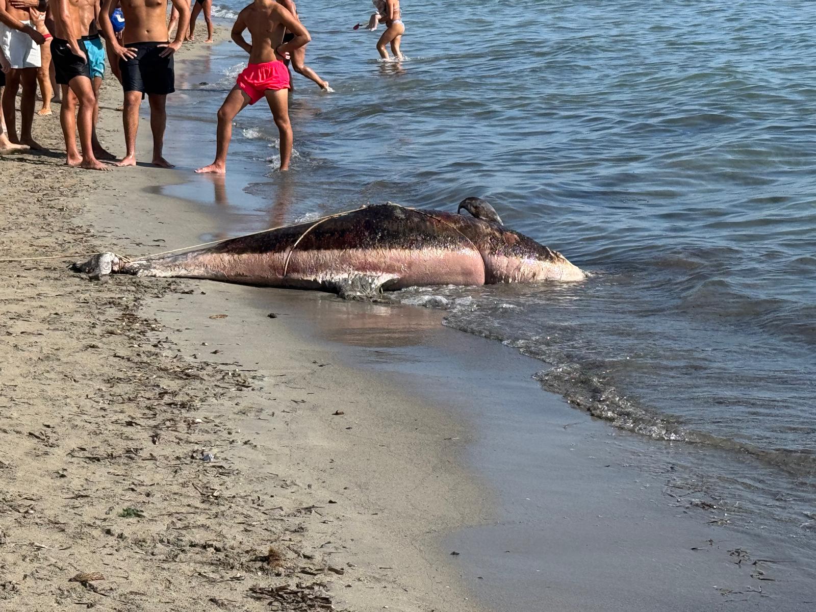 Marsala, delfino morto in spiaggia nei pressi dello sbocco