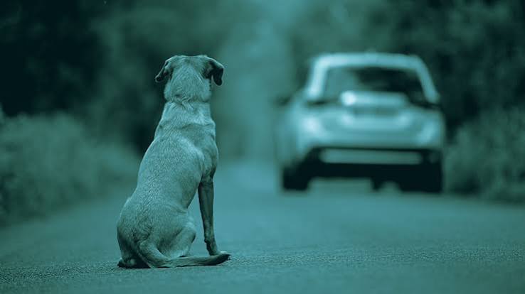 Oggi San Rocco, protettore dei cani: prima di partire per le vacanze, ricordiamoci di loro