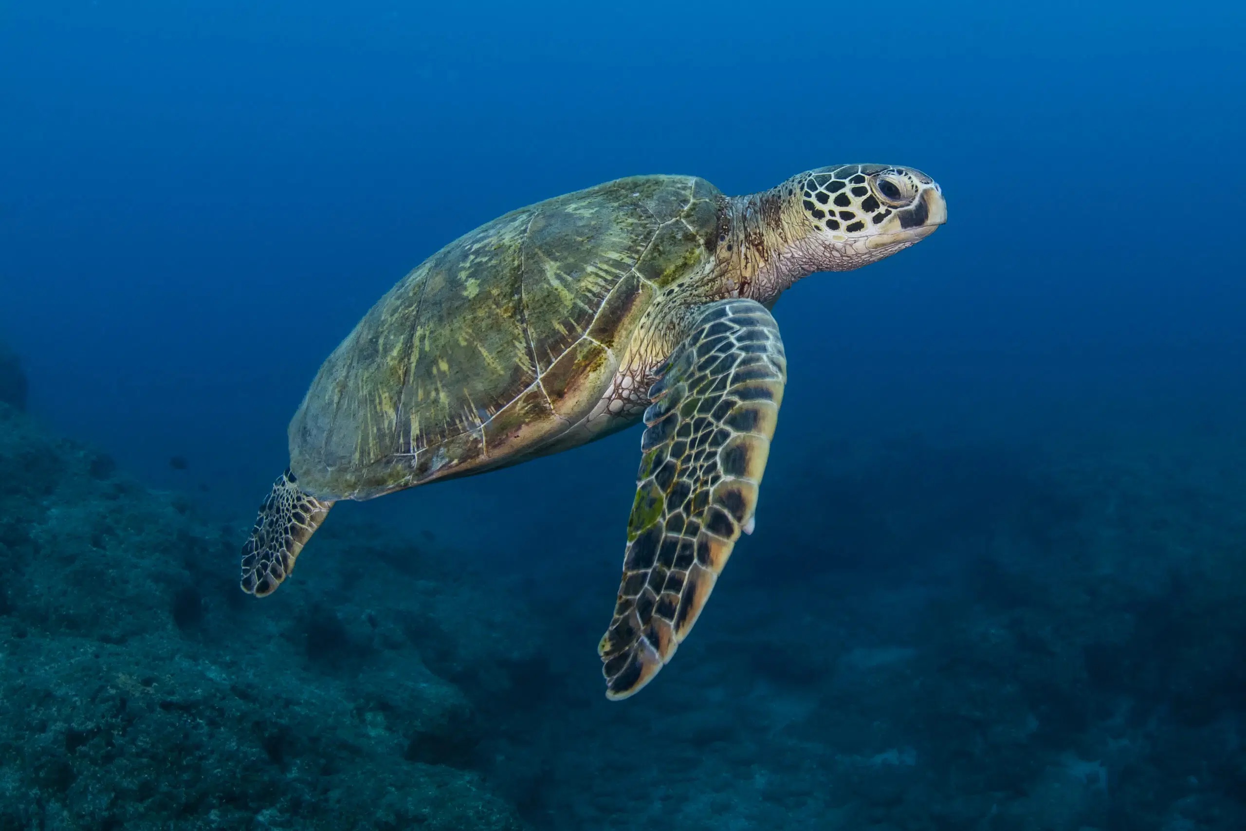 La Caretta caretta torna sulle spiagge trapanesi: da anni qui depone le sue uova