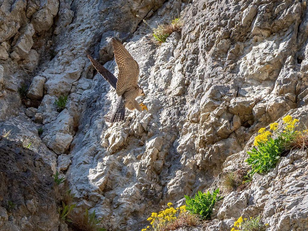 Il falco pellegrino, il signore delle falesie che nidifica a Monte Cofano