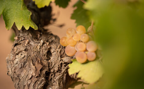 A Petrosino ultimi sorsi d’estate con la Sagra dell’Uva e del Vino