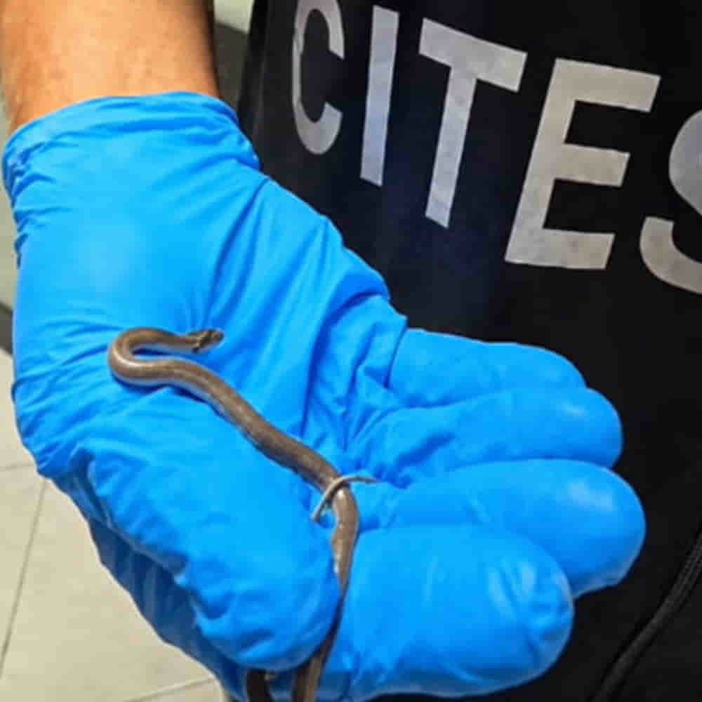 Serpente sul volo Lampedusa-Palermo, esemplare raro sequestrato. VIDEO