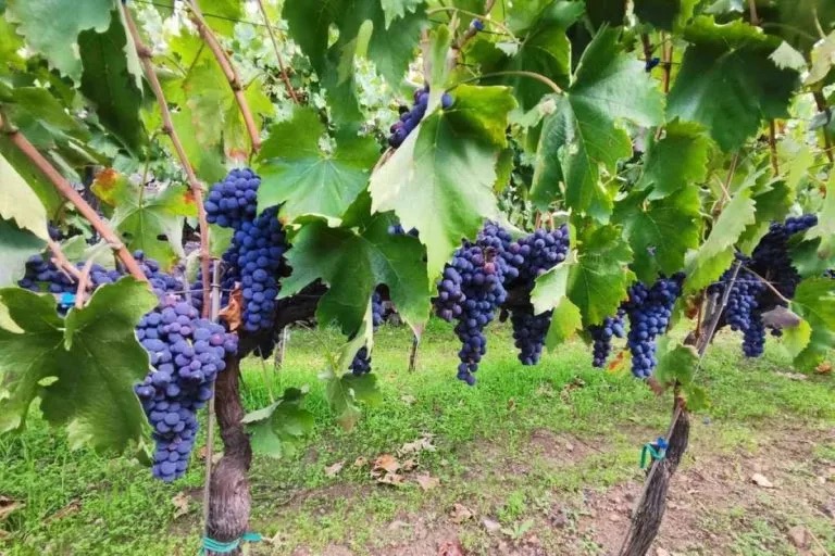 49 milioni per gasolio, grano e cantine sociali siciliane. Pellegrino esulta, per Safina è poco