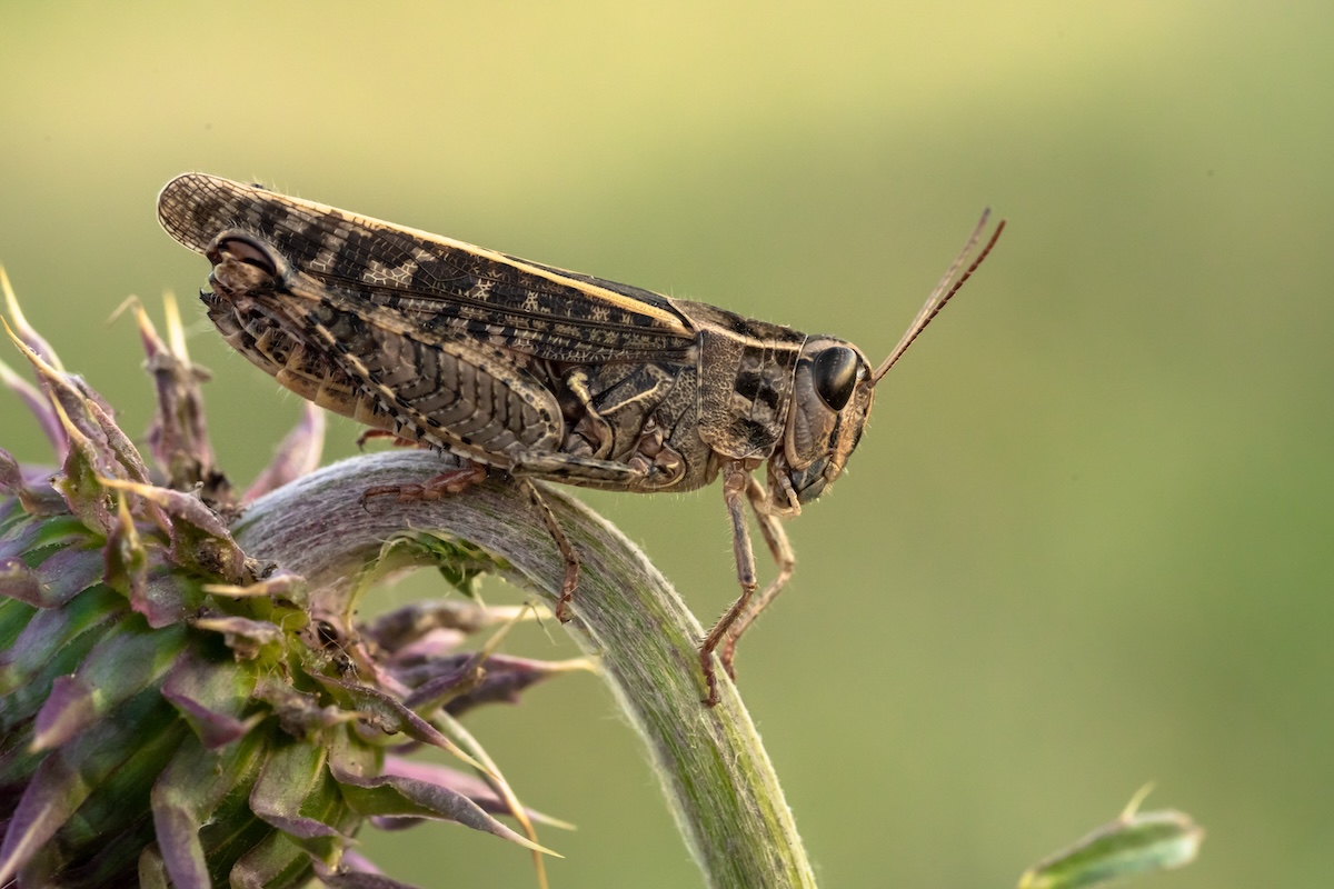 A Marsala mancano solo le cavallette