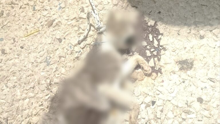 Gatta trovata impiccata vicino al porto: sdegno e denuncia